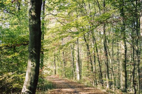 Ein schöner Wald grenzt direkt an den Leitz-Park.